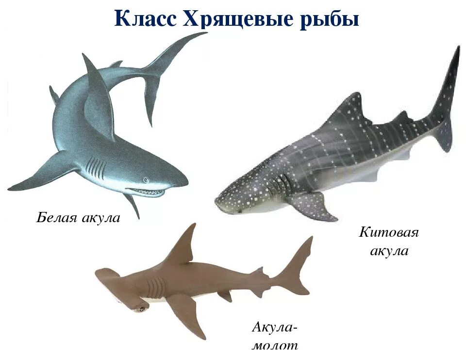 Три примера хрящевых рыб. Класс хрящевые рыбы представители. Класс хрящевые акулы. Хрящевые рыбы акула белая.