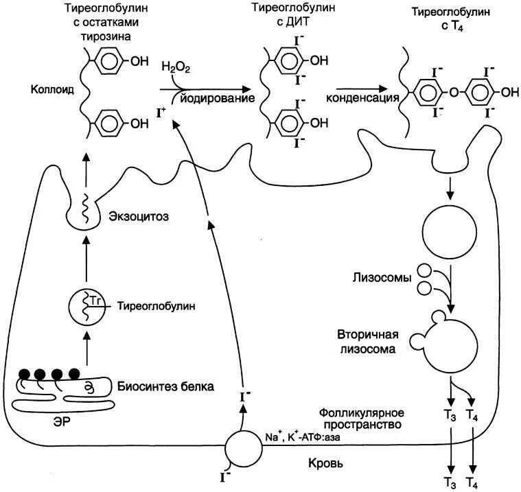 Биосинтез крови. Схема образования тиреоидных гормонов. Схема синтеза тиреоидных гормонов. Схема синтеза йодтиронинов биохимия. Синтез тиреоидных гормонов биохимия схема.