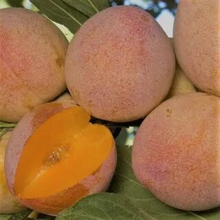 Шарафуга сорта фото отзывы морозостойкость