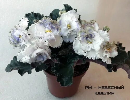 ЕК-Небесное Создание Saintpaulia, Plants, Garden
