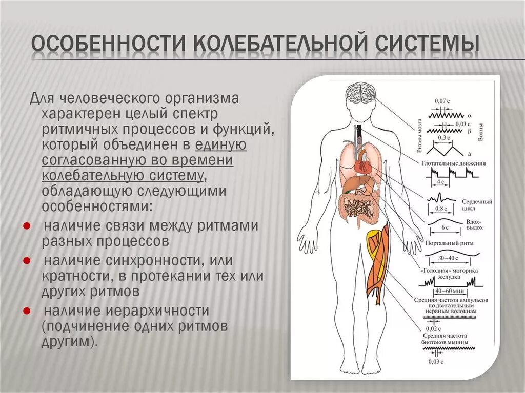 Какими особенностями обладает организм. Особенности колебательной системы. системы организма. колебательные движения в организме человека. системы человеческого организма.