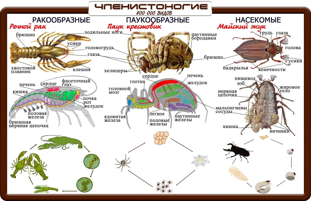 Тесты ракообразные 7 класс. Строение членистоногих 7 класс биология. Членистоногие общий план строения. Тип Членистоногие класс ракообразные внутреннее строение. Внутреннее строение ракообразных паукообразных и насекомых.