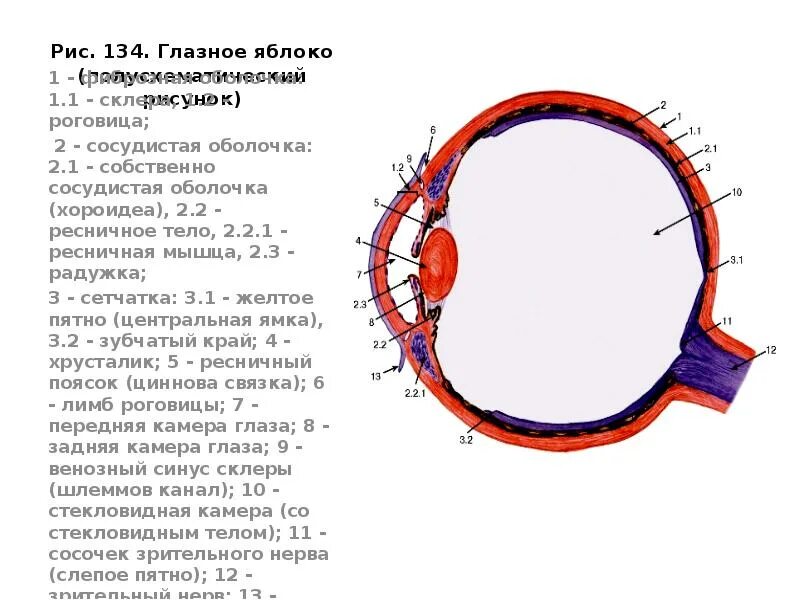 Лимб роговицы анатомия. Глазное яблоко полусхематический рисунок. Содержит несколько слоев нейронов содержит роговицу защищает