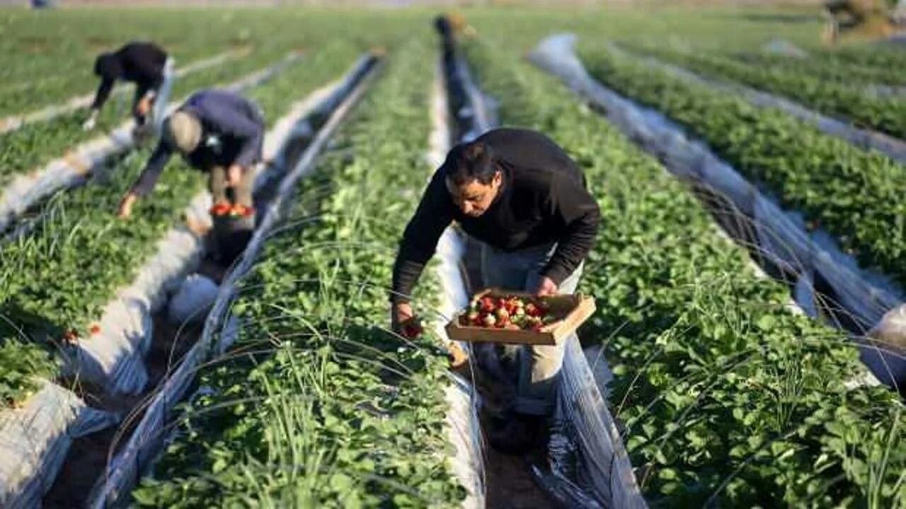 Экологическая сельскохозяйственная продукция. Экологическая сельскохозяйственная продукция. Органические продукты. Экологическое сельское хозяйство. Овощи на огороде.