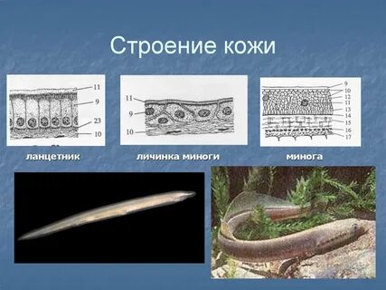 Строение покровов тела у ланцетников