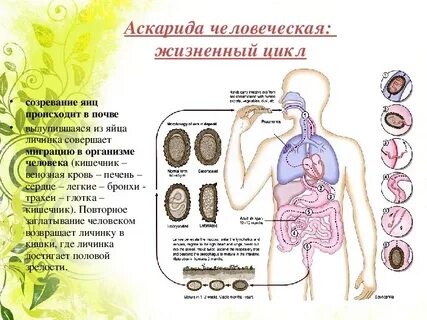 Аскарида человеческая личинки