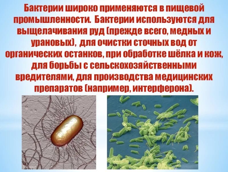 Микроорганизмы используемые в биотехнологии. Бактерии в пищевой промышленности. Микроорганизмы в пищевой промышленности. Разнообразие бактерий. Бактерии используемые в пищевой промышленности.