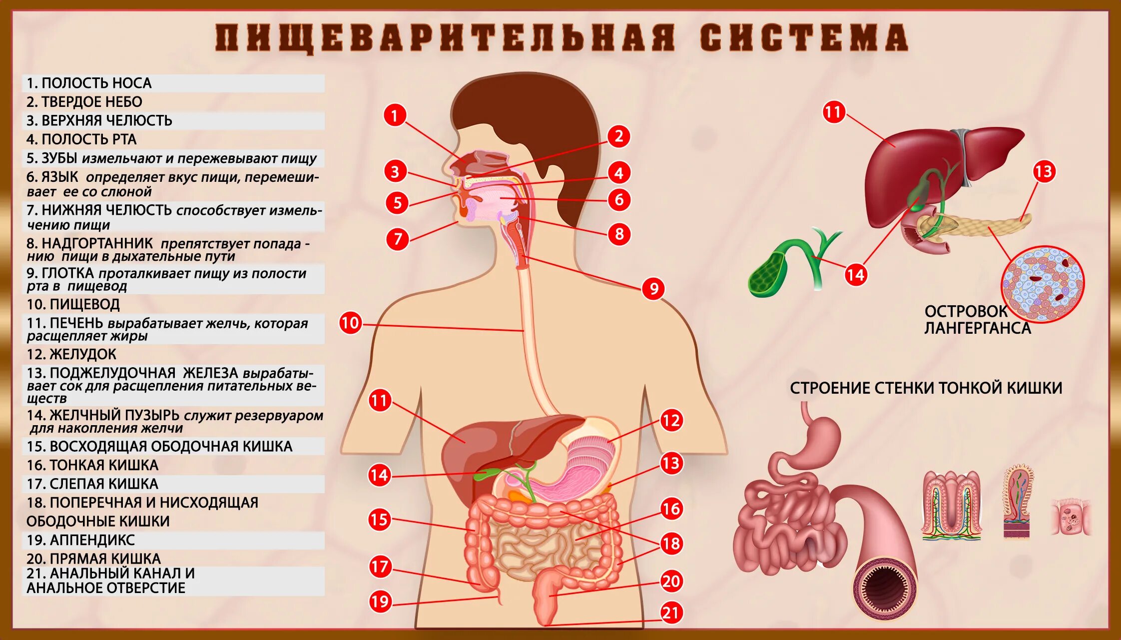 Пищеварительная система человека. Строение пищеварительной системы. Пищеварительная симтем. Общее строение пищеварительной системы человека. Какие процессы обеспечивают пищеварение