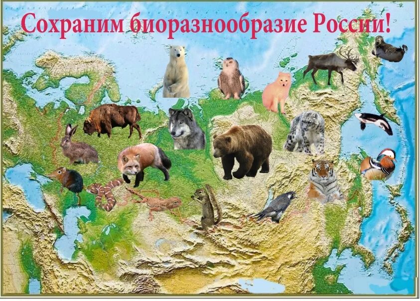 Россия места обитания животных
