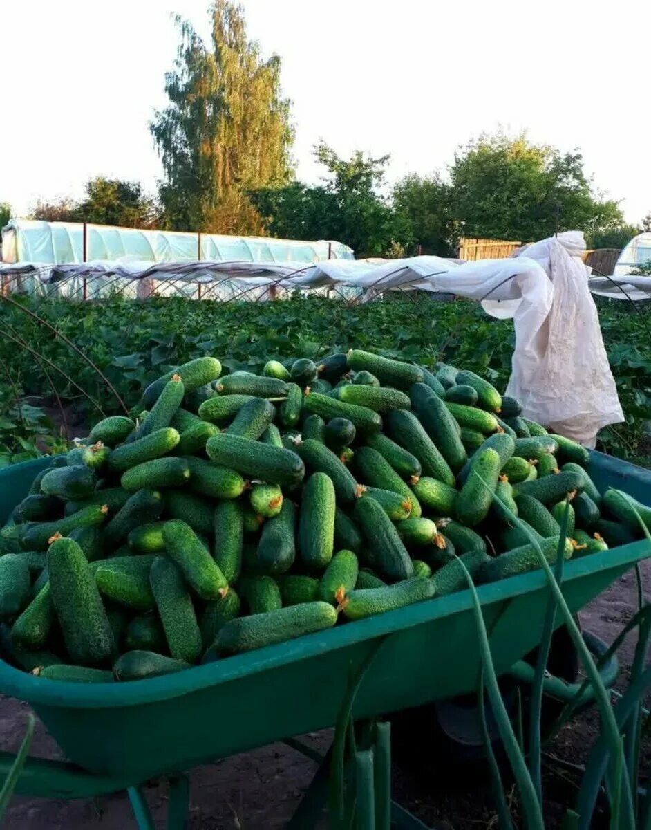 огурцы сорт бакинские. огурец отелло f1. грядка под огурцы. грядка огуречная с подвязкой. огурцы большая грядка.