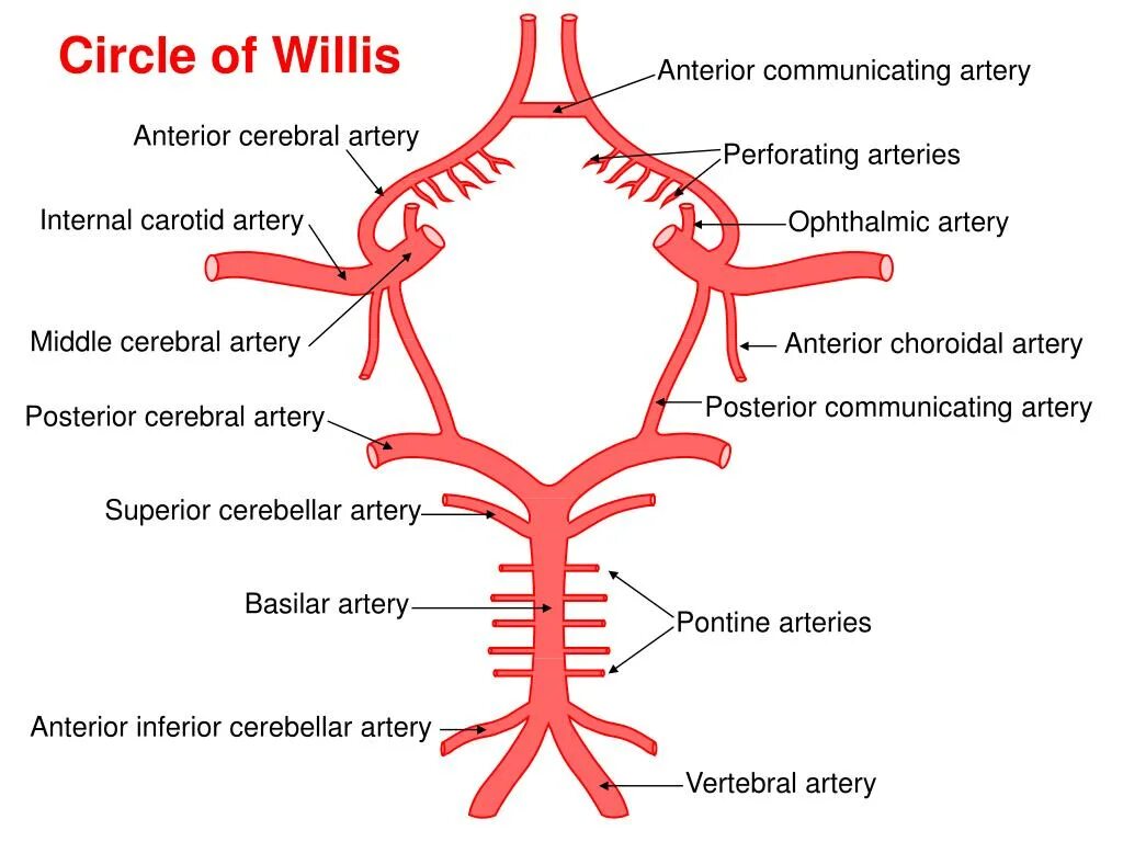 Виллизиев круг строение. Сосуды головы Виллизиев круг. Кровообращение мозга. Виллизиев круг.. Артериальный круг Захарченко анатомия. Артерии Виллизиева круга анатомия.