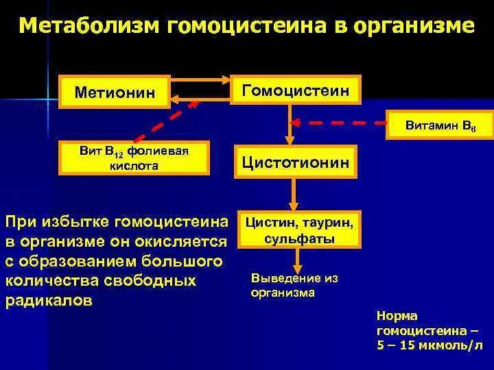 Гомоцистеин метионин вит в12. Метаболизм метионина гомоцистеин. Метаболизм гомоцистеина биохимия. Роль гомоцистеина.