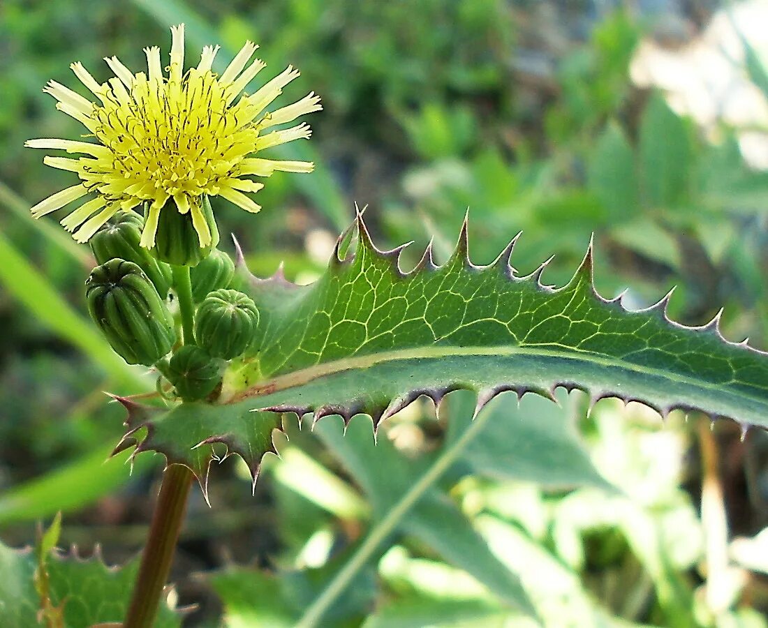 Осот огородный. Осот огородный сорняк. Осот полевой сорняк. Осот огородный (Sonchus oleraceus l.). Сорняки краснодарского края