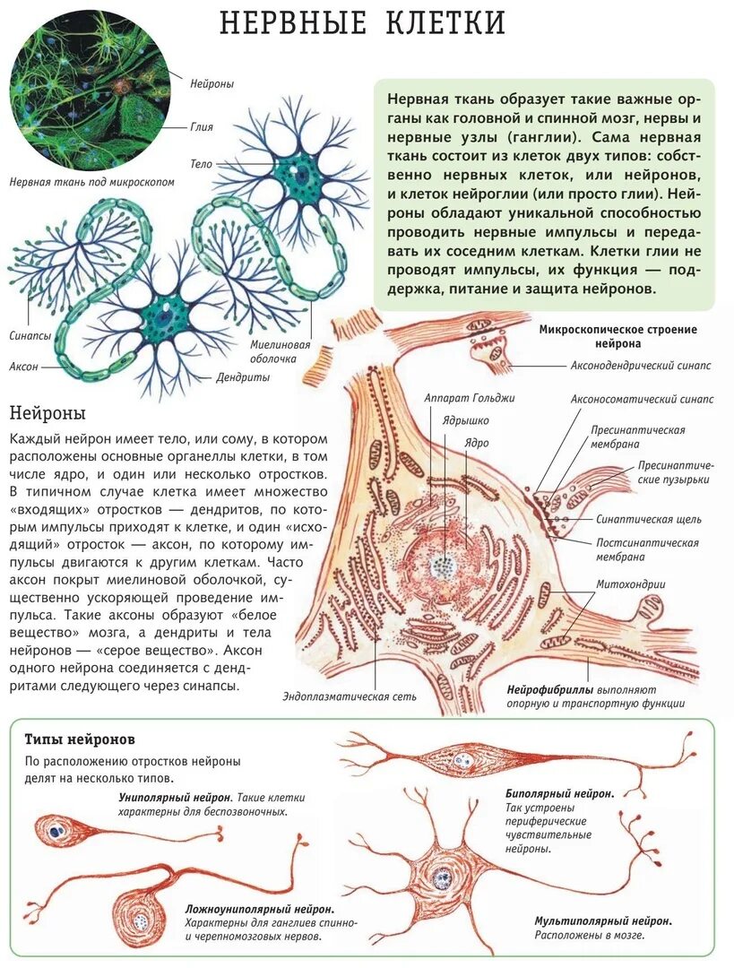 Нервная ткань классификация строение и функции. Описание строения нервной ткани. Нервная ткань строение и функции Тип ткани. Нервная ткань: клетки, строение, типы. Нервные узлы и нейрон