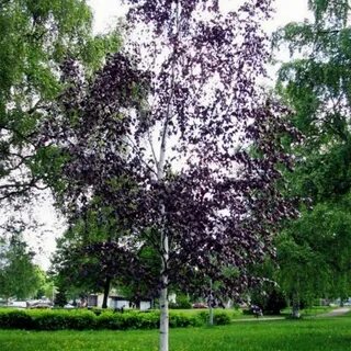 Береза с красной листвой