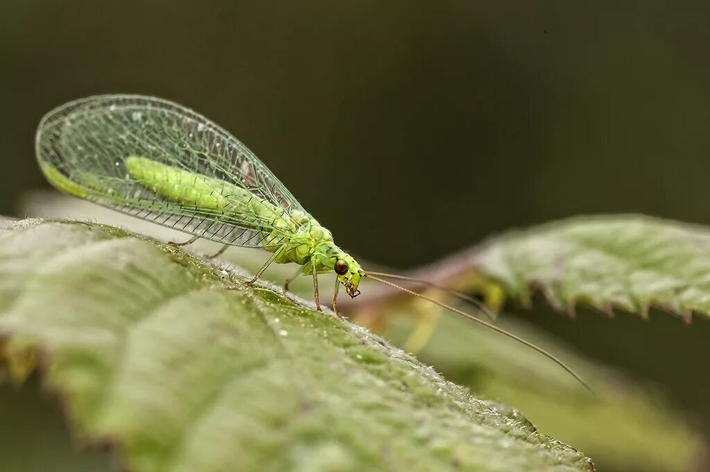 сетчатокрылые превращение