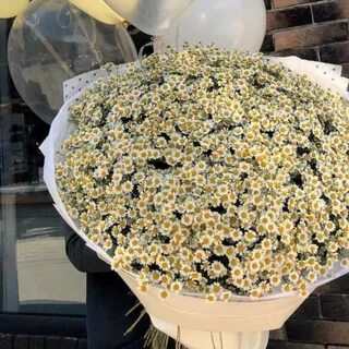 50 ромашек букет