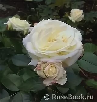Роза алабастер энциклопедия роз фото - DelaDom.ru