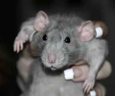 Мышь большая мышь поменьше