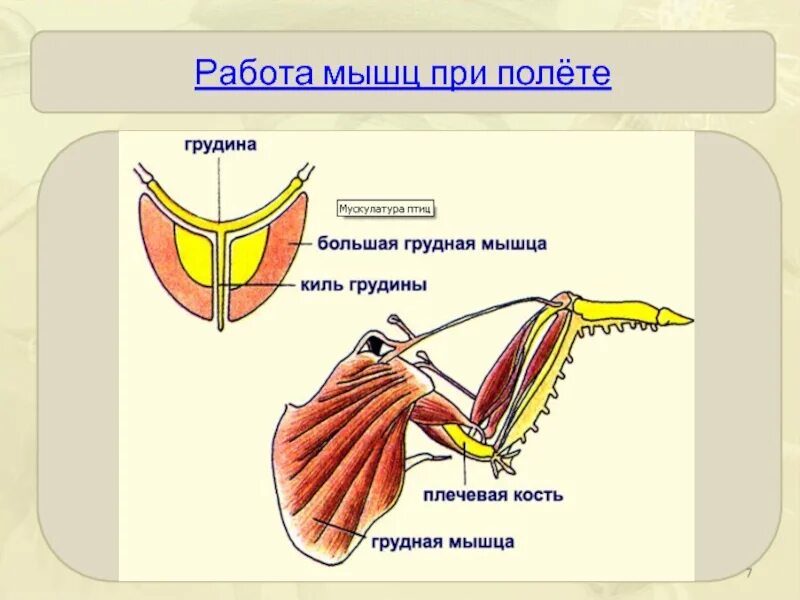 Каковы особенности мускулатуры птиц. Опорно двигательная система птиц мускулатура. Строение мышц птицы. Мышцы птиц 7 класс. Строение скелета и мускулатуры птиц.