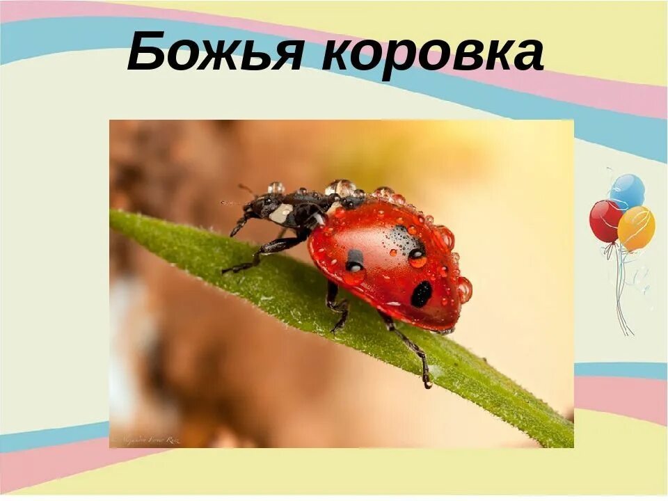 Божья коровка части. Наблюдение за Божьей коровкой. Строение Божьей коровки для детей. Божья коровка насекомые старшая группа. Божья коровка информация для детей дошкольников.