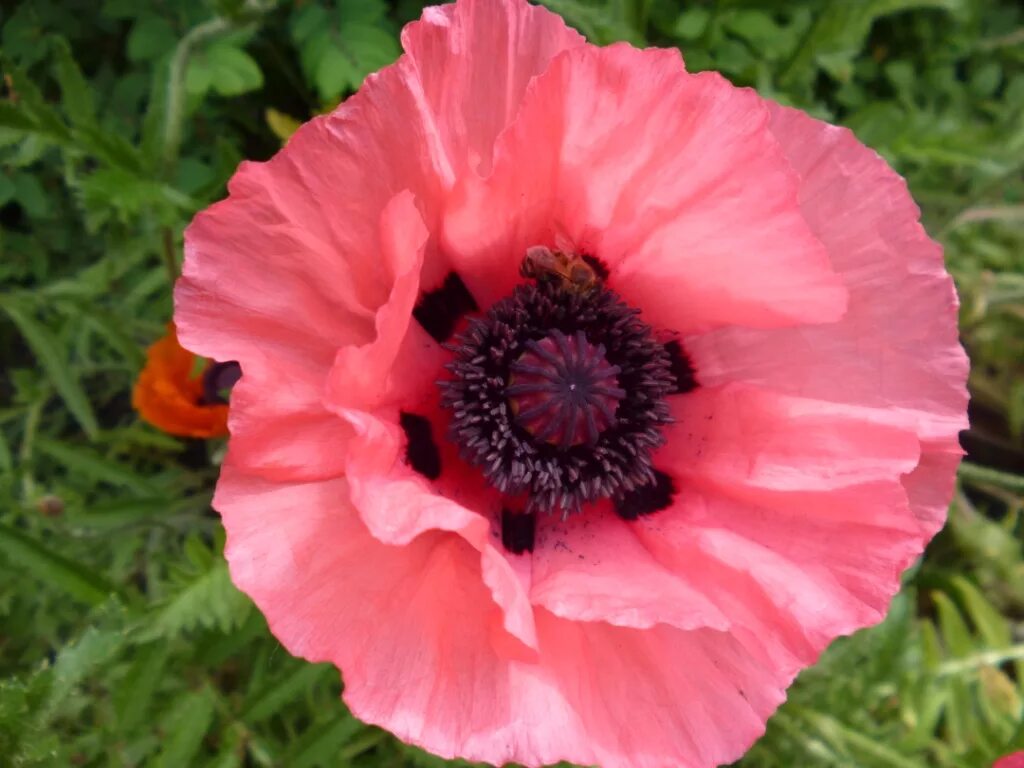 Чери мак. Мак восточный (papaver orientale l.). мак папавер султан. папавер восточный султан. мак восточный кинг конг.