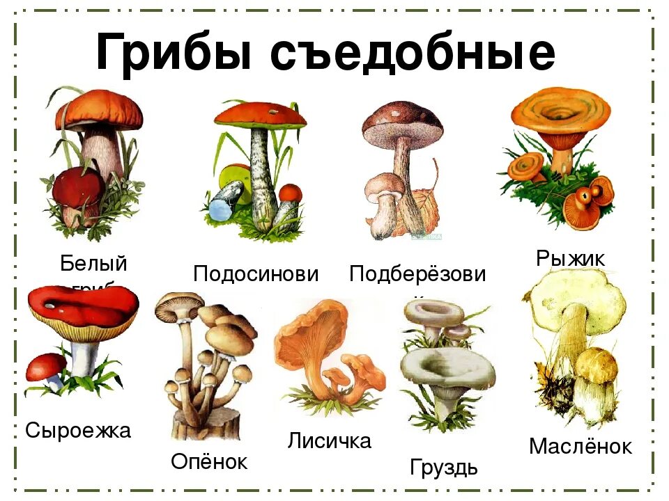 Съедобные и несъедобные грибы рисунок. Седобные и не седобные грибы рисунки. съедобные грибы и несъедобные грибы.