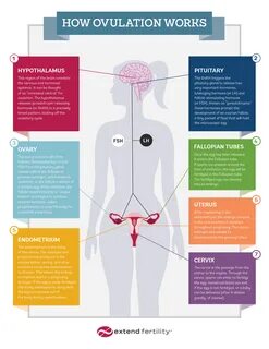 How ovulation works Ovulation 101. what happens to a woman during period. 