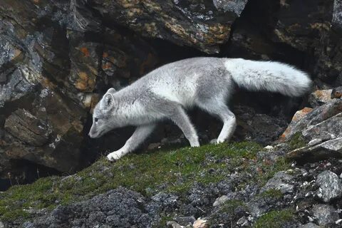 Arctic grey