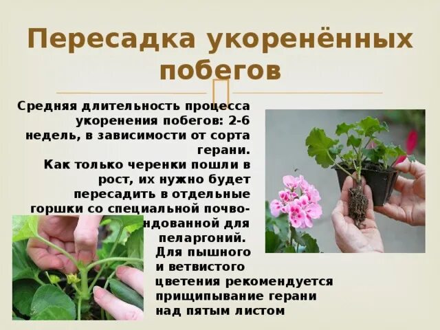 Королевская герань. Герань домашняя в горшке. Герань комнатное растение. Герань комнатное растение. Опрыскивание герани.
