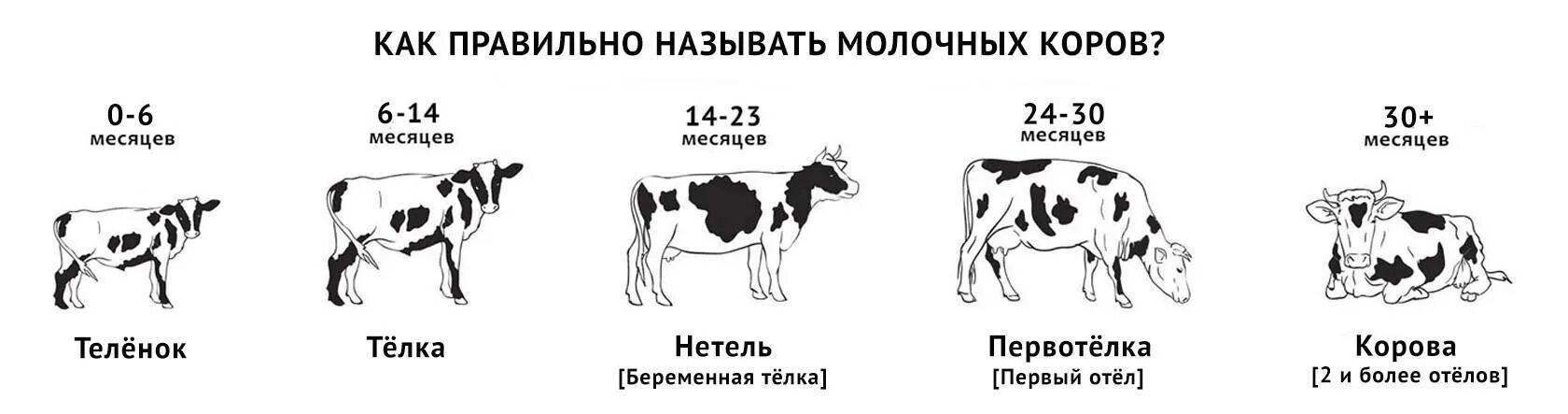 Как отличить молочные