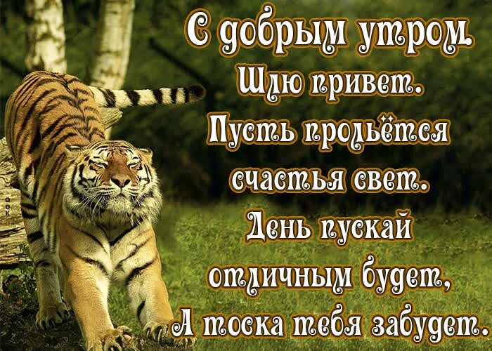 Шлю привет. С добрым утром шлю привет. Открытка с добрым утром Сахалин. Привет шлет вам Сахалин доброе утро.