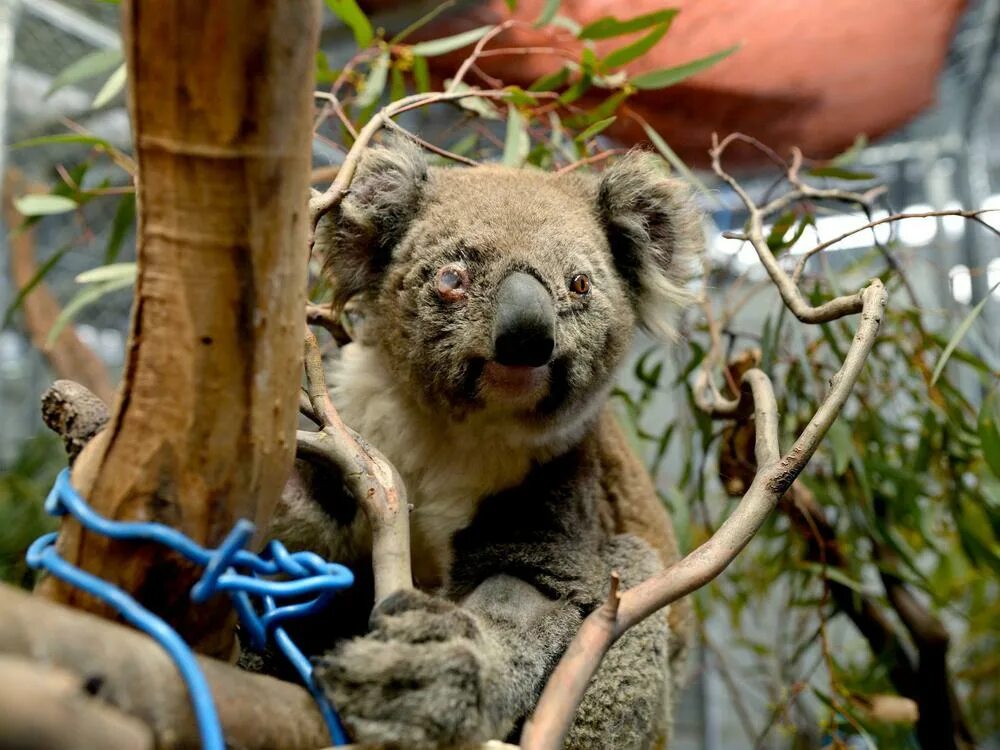 Коалы плавают. Коала в Австралии. Дроздов с коалой. Коала на дереве. Опасные коалы.