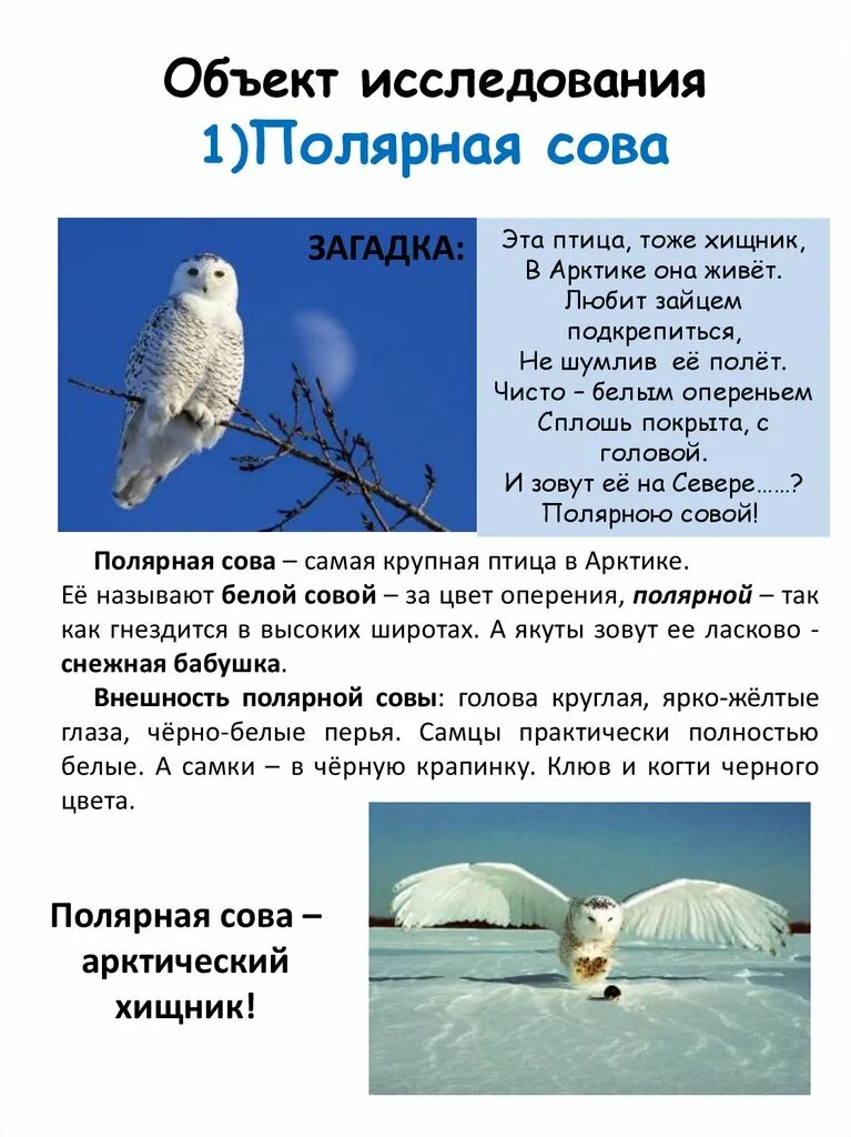 Где обитает сова в какой природной зоне. Где обитает сова в какой природной зоне