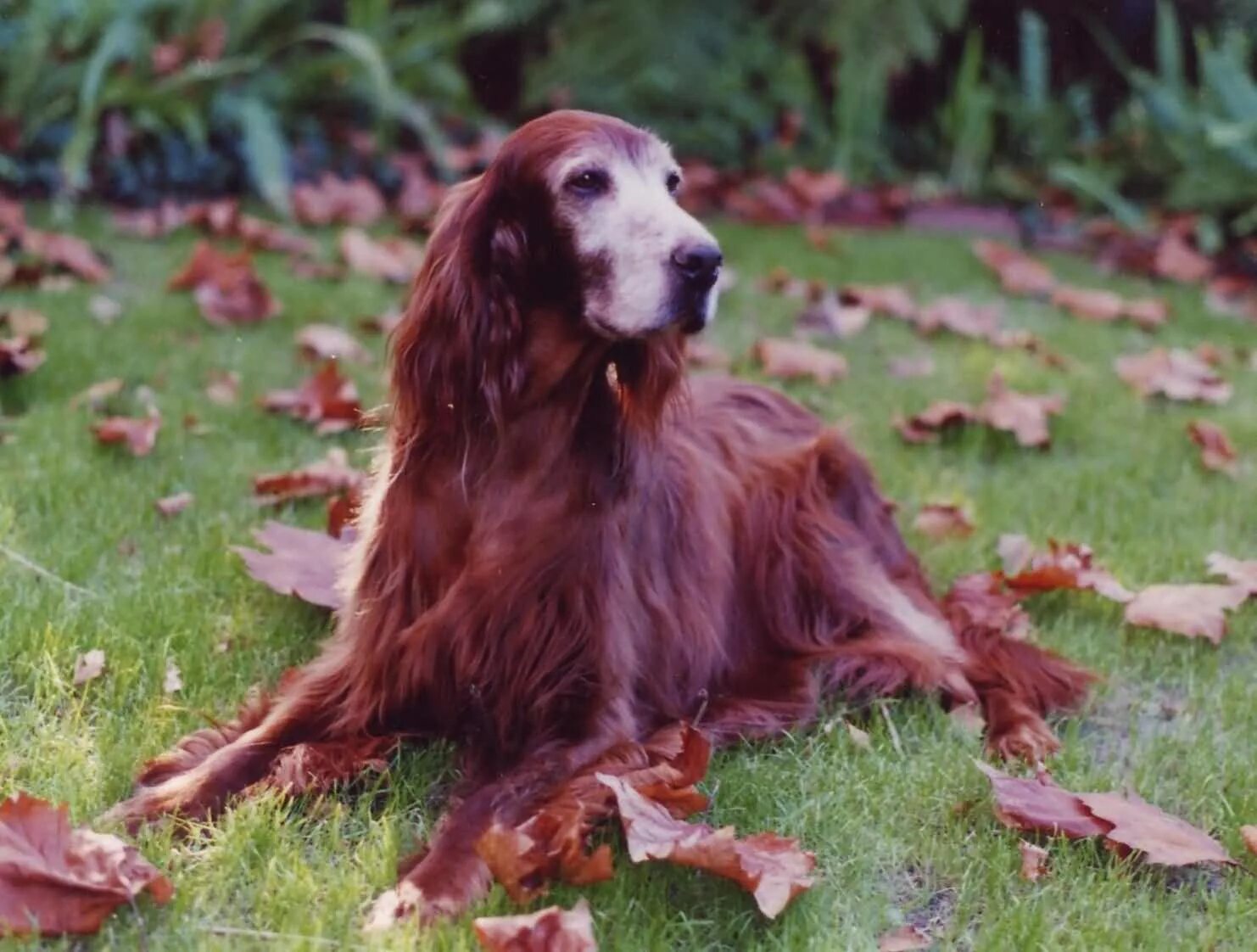 Irish setter. Ирландский сеттер. Ирландский красный сеттер. Ирландский сеттер щенки. Ирландский красный сеттер щенки.