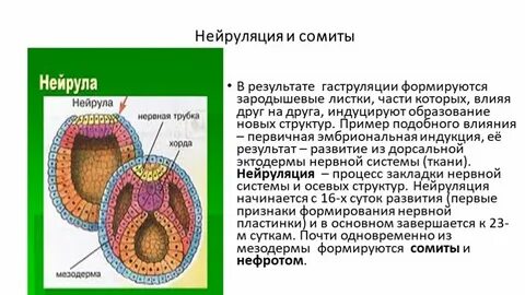 Стадия развития нейрула