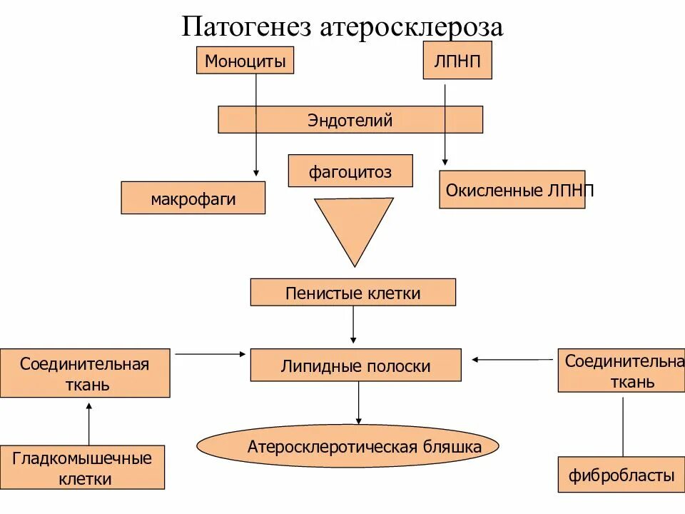 Патогенез атеросклероза патофизиология. Патогенез атеросклероза. механизм развития атеросклероза. механизм развития атеросклеротической бляшки. атеросклероз патогенез клиника.