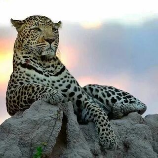 Most animals