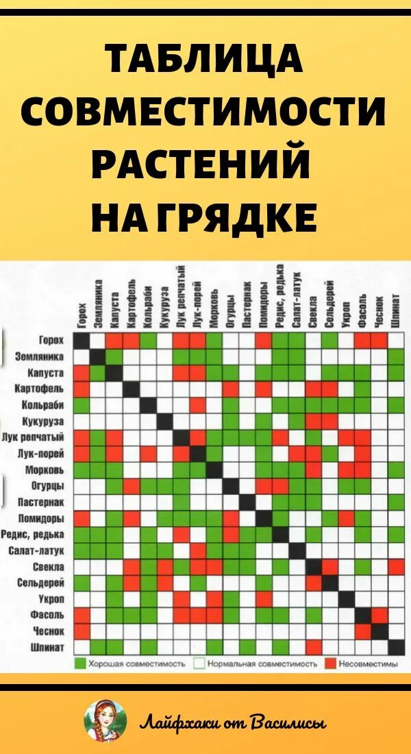 Соседство растений на грядках таблица совместимости. Соседство овощей на грядках таблица совместимости растений. Таблица совместимости растений на огороде соседство овощей. Таблица посадки огородных растений совместимость. Растения соседи на грядке совместимость растений таблица.