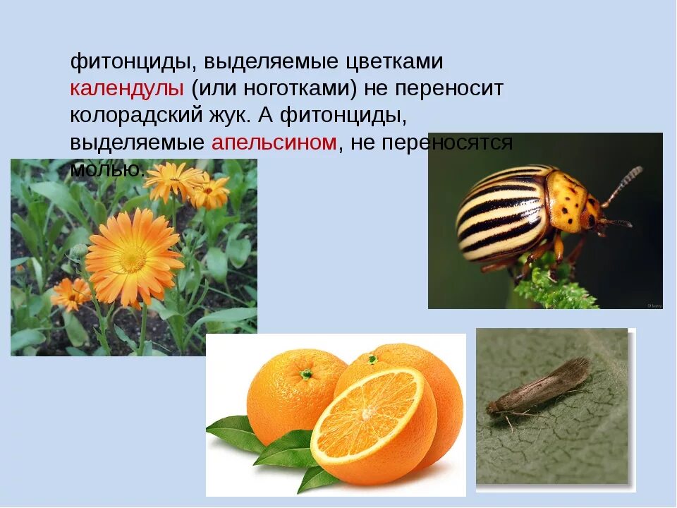 Фитонциды выделяют. Фитонциды растений. фитонциды хвойных растений. можжевельник выделяет фитонциды.