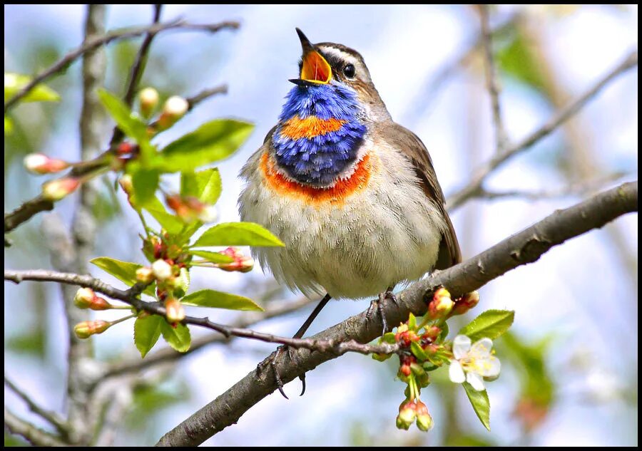 соловей в лесу. курский соловей. соловей соловушка. семейство соловьиных. соловей в лесу.