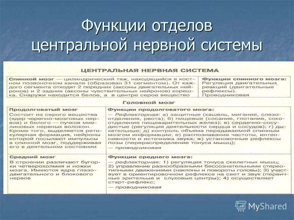 Функции центрального отдела нервной системы. Функции отделов центральной нервной системы. Строение и функции отделов нервной системы таблица. Основные функции отделов ЦНС.. Строение и функции отделов ЦНС таблица.