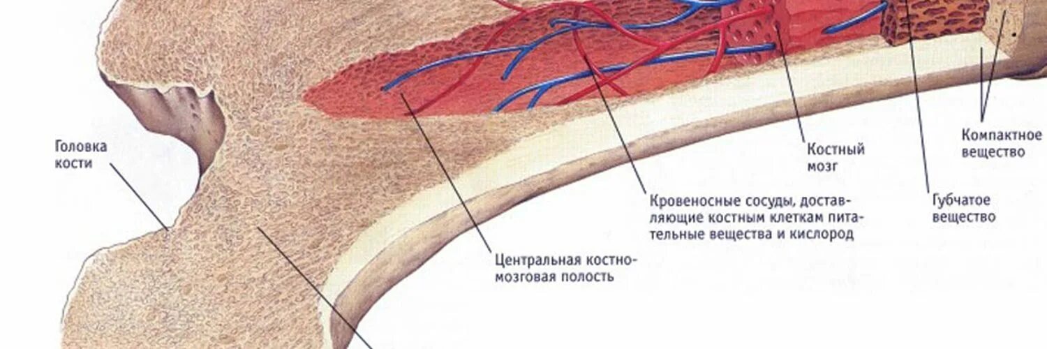 Костный мозг бедренной кости. Губчатое вещество кровеносные сосуды. Трабекулярный отек кости. Участки отека костного мозга