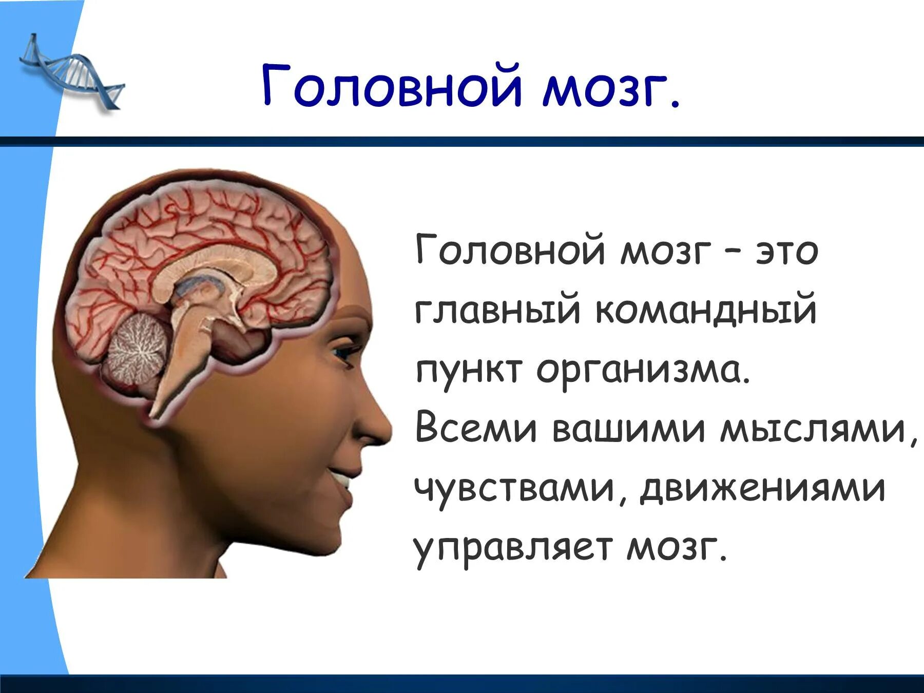 Что делает мозг окружающий мир