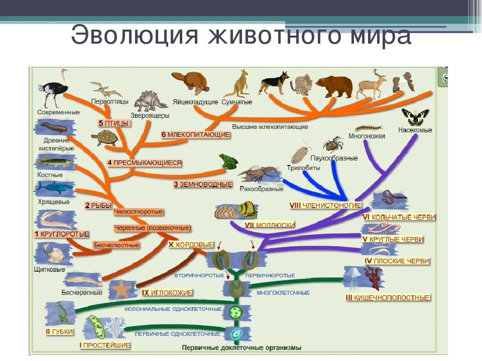 Интеллект карта птицы