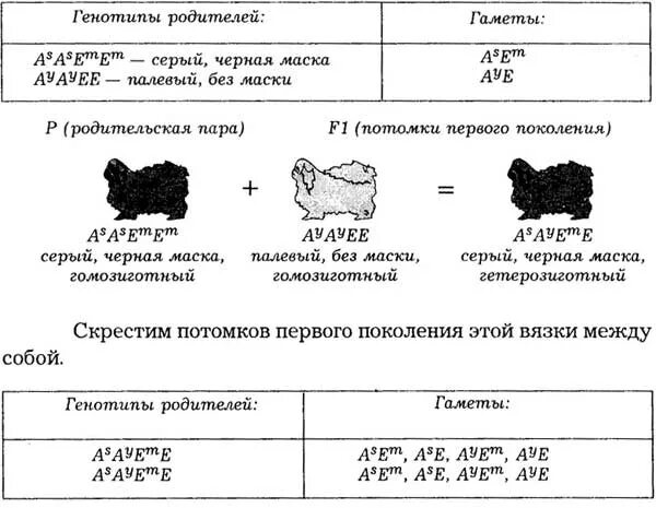 Подбор родительских форм анализ родословных исходных форм. Подбор родительских пар селекция животных. подбор родительских пар селекция примеры. подбор родительских пар примеры животных. подбор родительских пар селекция животных примеры.