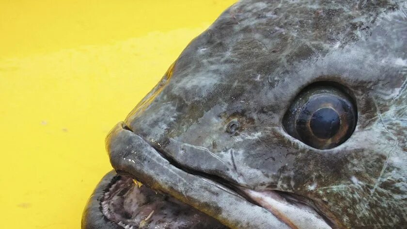 Fresh fish head free image download