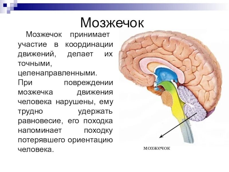 Мозжечок головного мозга. Мозжечок мозг функции. Строение мозга мозжечок мост. Головной мозг мозжечок строение и функции.