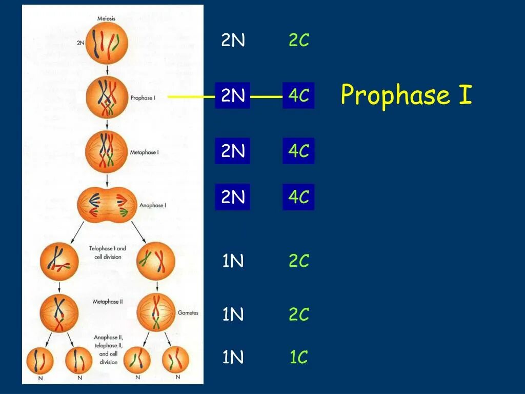 Митоз и мейоз таблица набор хромосом. Схема митоза 2n. Мейоз 2n2c. 2n2c набор хромосом.