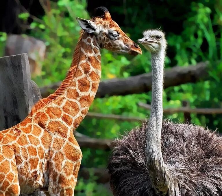 Жирафов звуко. Длинношеий Жираф. Жирафы и Страусы. Жираф длинношеее животное. Необычная Дружба животных.